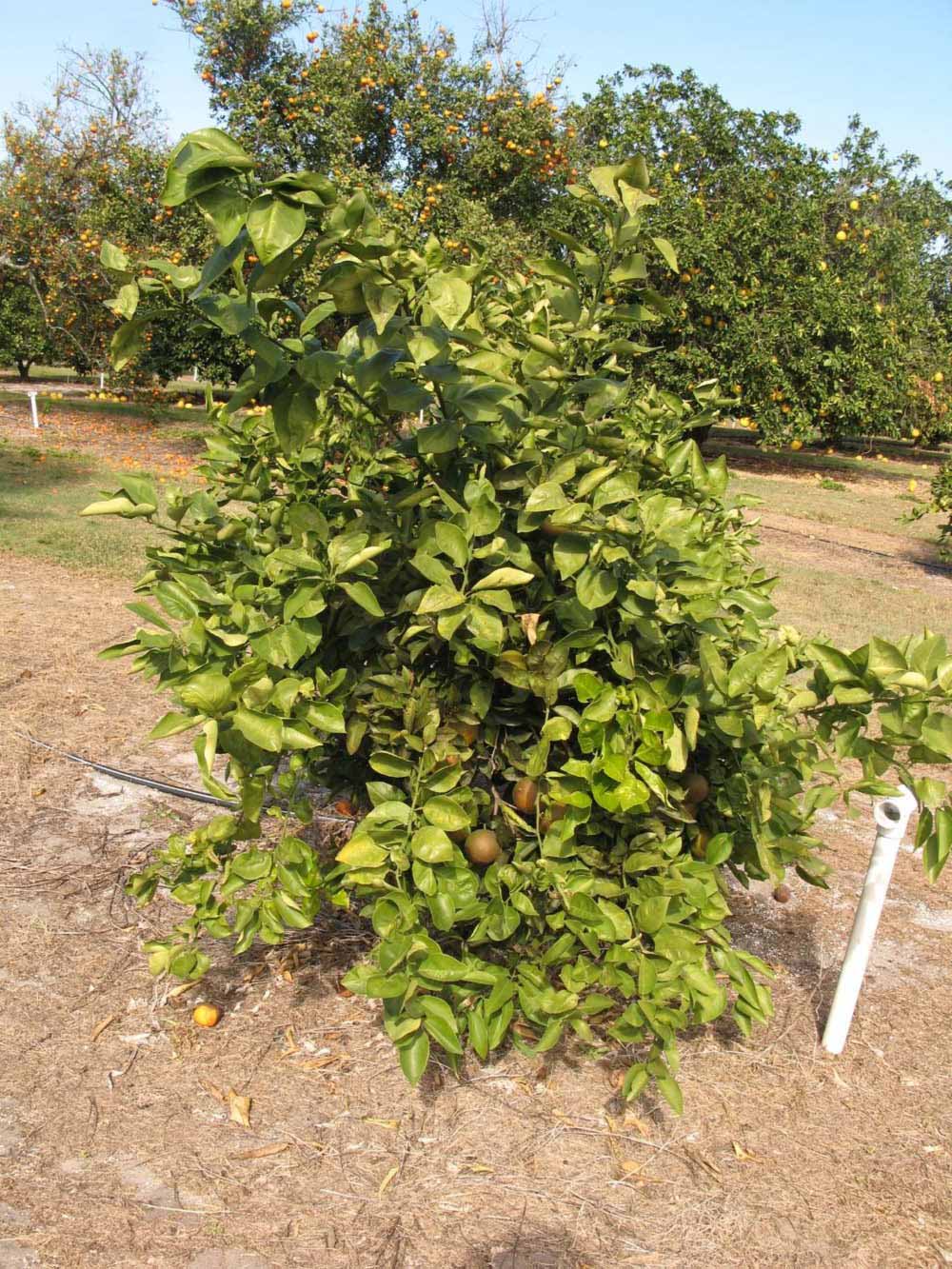            Habit (Itaborai, Winter Haven, FL)   